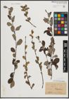 Foto von Salix aurita L.